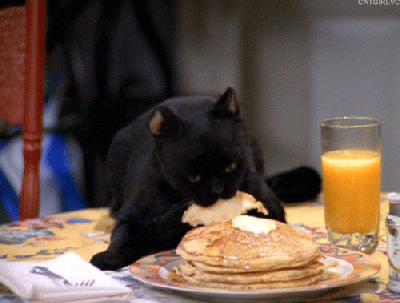 Cat with pancakes gif.gif